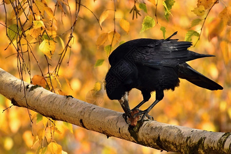 秋天的乌鸦鸟儿美丽图片秋天的乌鸦国民飞行分支图片
