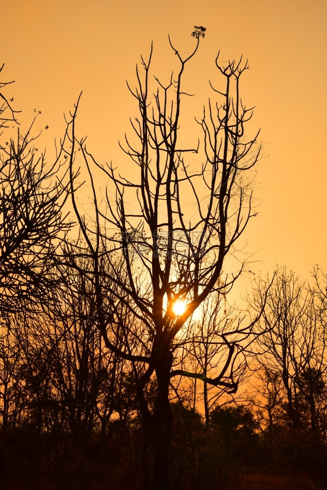 太阳户外日落时的死树有明亮橙色背景死的图片