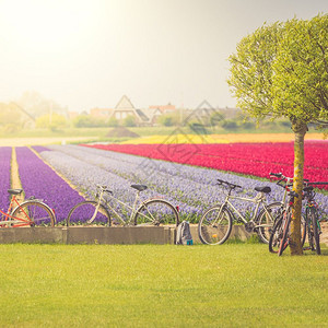消失农业骑自行车游览荷兰盛开的郁金香田户外高清图片
