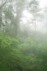 黑暗的叶子Asia岛有雾热带林的天然地落下图片