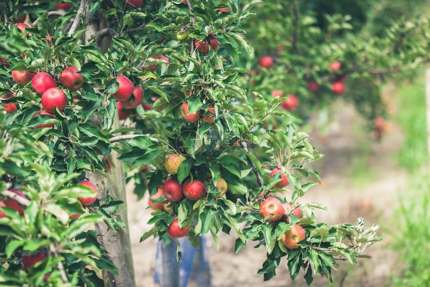 在阳光明媚的夏日盛满果园的苹充斥着撕裂的红果实农场绞刑素食主义者图片