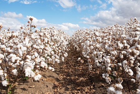 自然沃伦铃澳大利亚新南威尔士州Warren附近准备收获的棉花图片