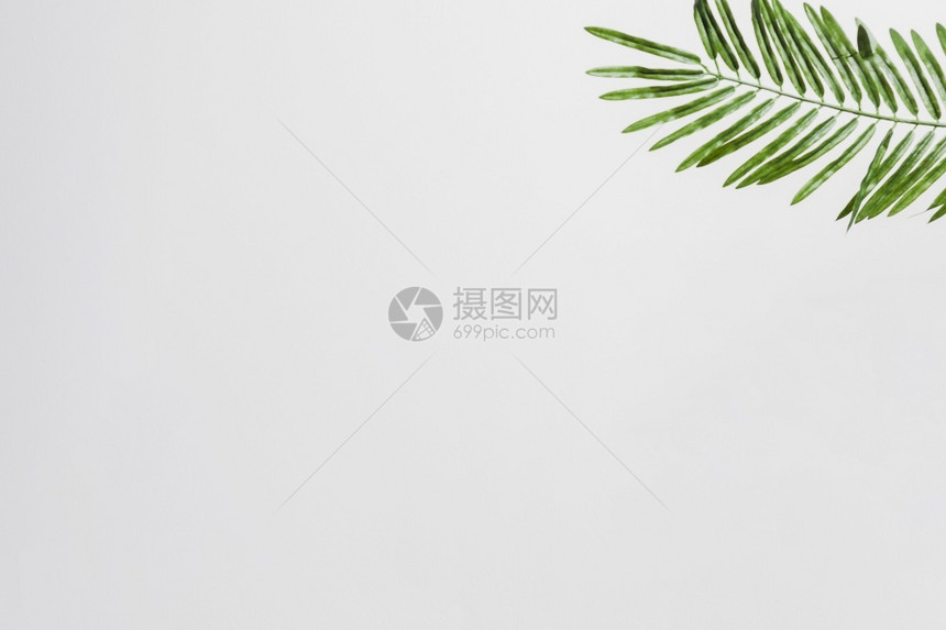 哈梅多雷亚白背景解析和角的优质美丽天然绿色棕榈叶高品质清晰度漂亮照片概念美感优解析度卷曲图片