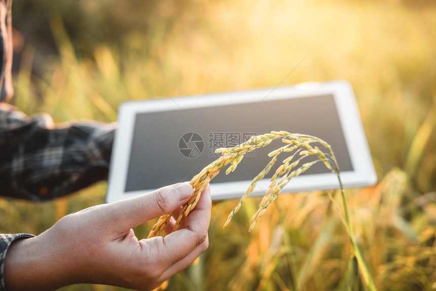 数据学习使用研究平板和开发稻田水品种的妇女与研究利用平板和在稻田开发米品种的妇女农业技术和有机框架图片