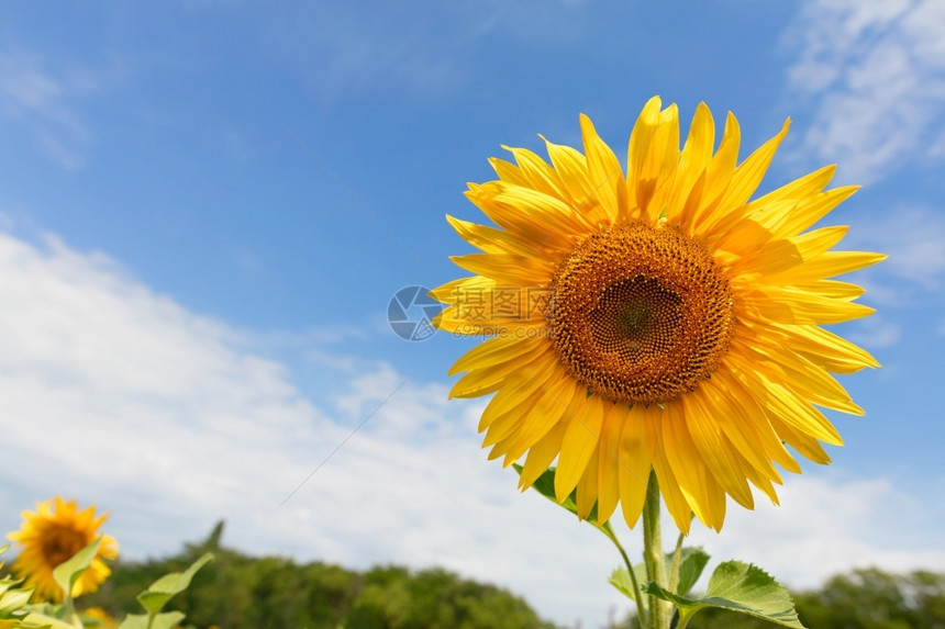 云环境高定义在夏蓝天空的背景下复制大型开花的向日葵空间在夏季蓝天背景下复制大开花的向日葵空间与蓝色天和绿地相对种子图片