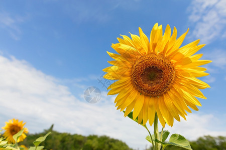 云环境高定义在夏蓝天空的背景下复制大型开花的向日葵空间在夏季蓝天背景下复制大开花的向日葵空间与蓝色天和绿地相对种子阳光高清图片素材