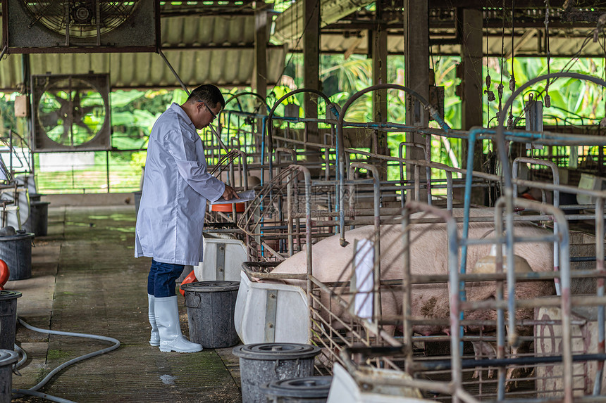 保护亚洲兽医在猪养场动物和养业工作喂食品的亚洲兽医生农村图片