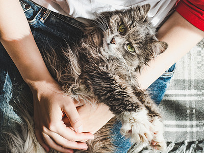 猫咪躺在主人大腿上俏皮高清图片素材