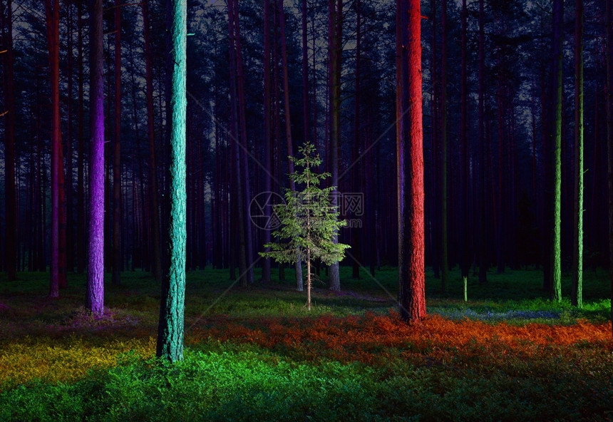 庆典景观小树苗在高的彩色亮松林中在黑暗的隐森林里季节图片