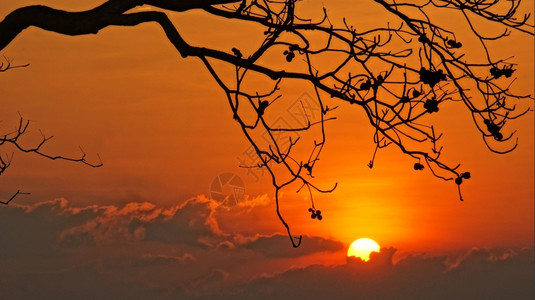 和谐夜晚太阳下山天空如橙色闪亮日落时树枝的周光网格风景图片