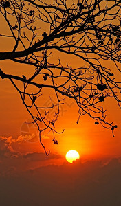 景观夜晚太阳下山天空如橙色闪亮日落时树枝的周光云艺术图片