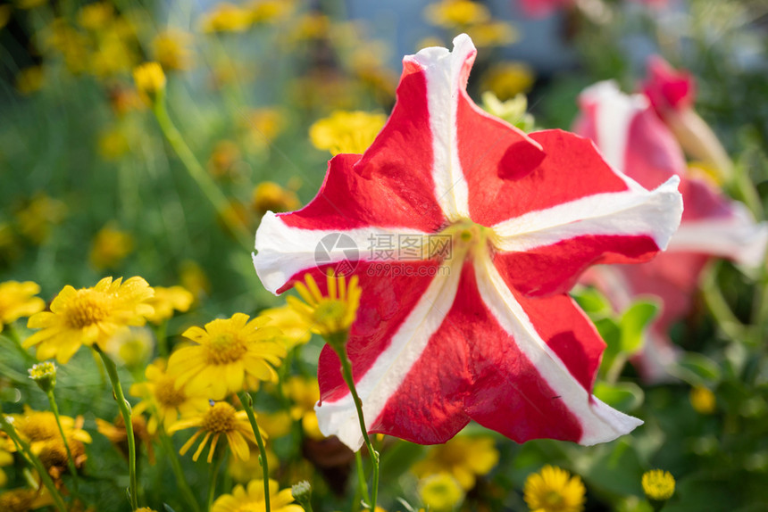 白色的花园里有条纹红的花朵和黄色菊园艺叶子图片