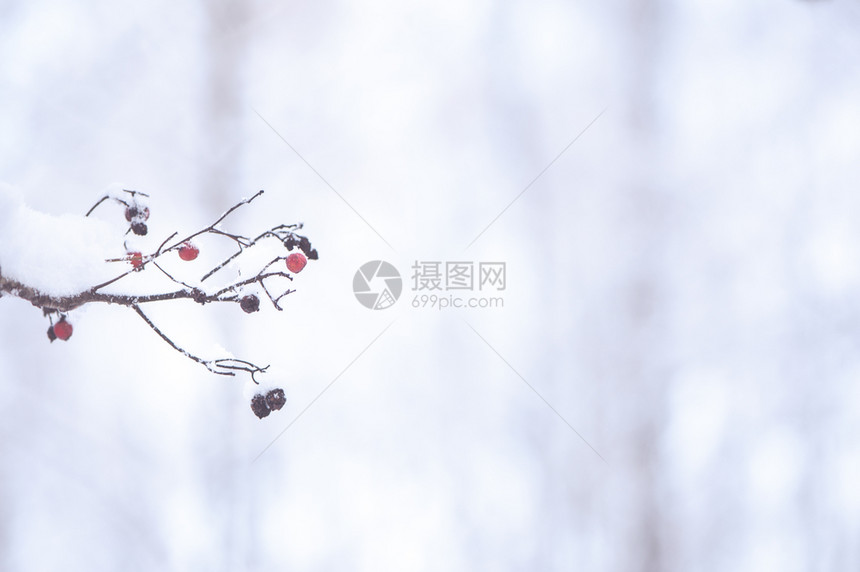 树白色的风景优美冬天背模糊有文字空间黑色和红冷冻浆果在雪中锋利图片