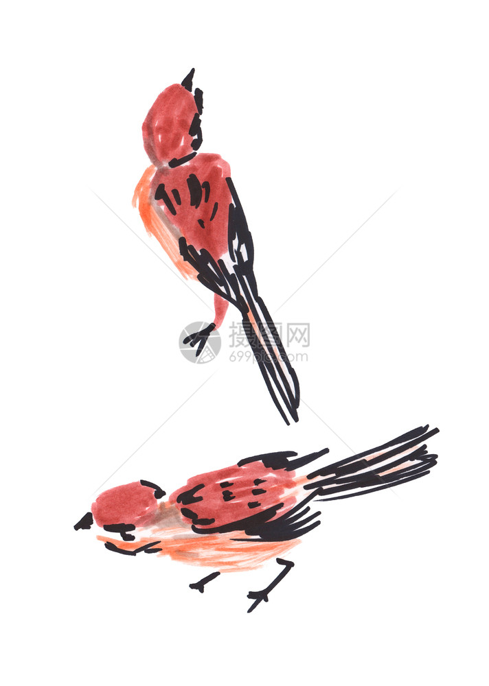 一只彩色小鸟的水铅笔手绘画丰富多彩的有色艺术图片