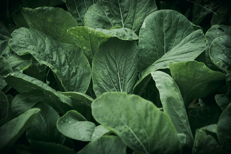 健康细节蔬菜野外的芥末绿生色营养素含量高帮助养眼有明亮的闪光图片