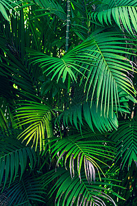 夏威夷在深热带花丛上叶子的彩色花朵大自然本底黑色蓝树叶自然质丛林纺织品背景图片