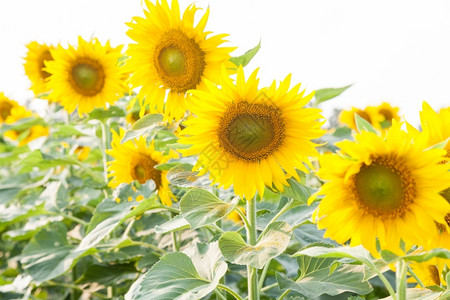 向日葵花在田的花在农业领域全盛开春天种子图片