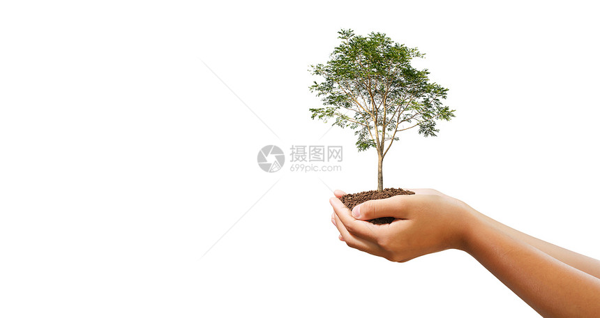 天友好长在白色背景上的大树种植在白色背景生态地球日森林图片