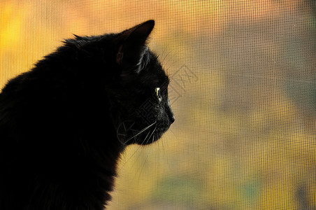 秋天看窗外的黑猫图片