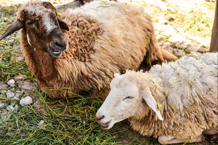 乡村的说谎牧羊在草地上躺着看高清图片