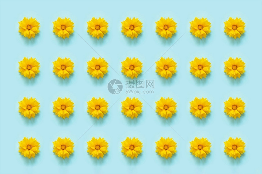 花卉图案蓝色背景上的天然黄色花朵您的设计模板顶视图平躺植物夏天复制图片