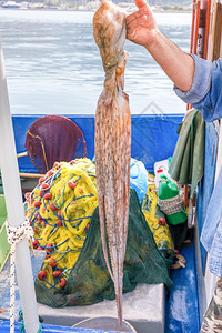 海洋渔夫鱼人臂在船上悬挂章鱼绞刑图片