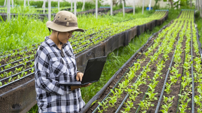 女士使用笔记本电脑来录有机农场中许多绿色国小卷心菜的增长数据亚洲年轻女农工随意的户外图片