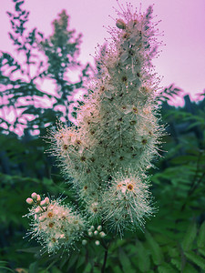 树叶水平的青白花在蓝天空背景下闪亮的白花弥漫蓝色天空背景的白花新鲜图片