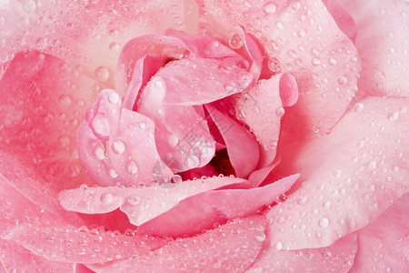 粉红色的花朵特写图片