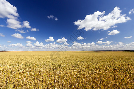 粮食农业阳光照耀的风景大量谷物作成熟枯和萎庄稼高清图片