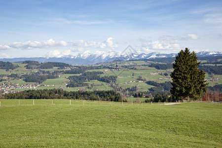 树草地自然德国阿尔卑斯山在巴伐利亚的景象图片