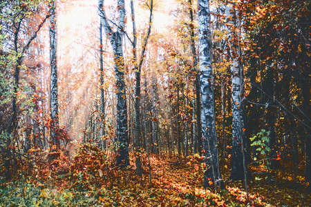 光线秋天森林景观黄树阳光明媚的夜太阳丰富多彩的图片