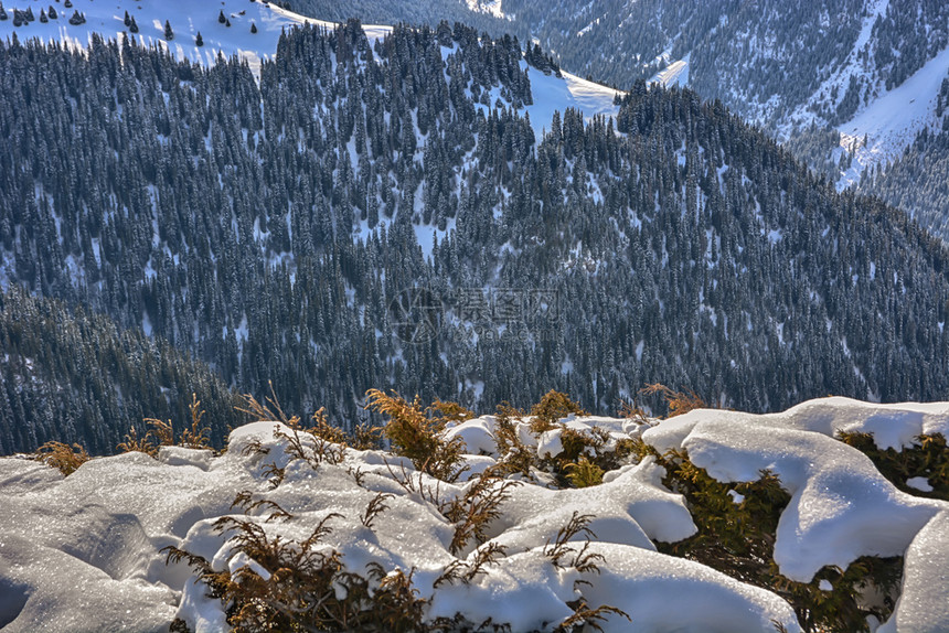 白雪覆盖的树木和山林枝冷杉冰冻结图片