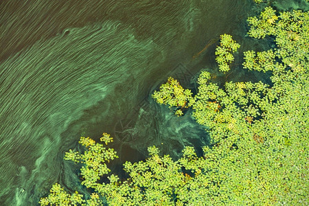 植物群绿色藻类和浮游生物逐渐覆盖开阔水的表面即地球水污染的概念复制空间水表面污染层问题绿色浮游生物的对角流环境问题绿浮游生物的对背景图片
