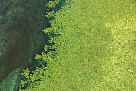 工业的对角线坏绿色藻类逐渐覆盖开阔水的表面地球污染的概念模仿空间水表面污染环境问题绿色浮游生物大量流动的问题绿浮游生物的大量流出背景图片