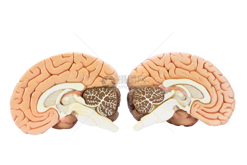皮质调节两个人造类半球的交叉部分大脑用于教育的二分之孤立在白色背景上健康图片