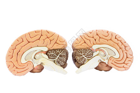 思维模型皮质调节两个人造类半球的交叉部分大脑用于教育的二分之孤立在白色背景上健康背景