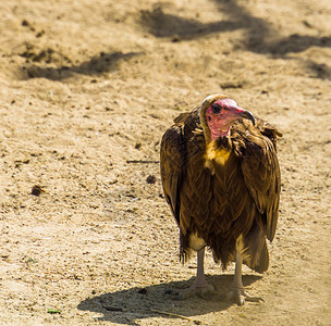 红色的棕女来自非洲沙漠的热带拾荒鸟严重濒危动物种群一只非常危险的禽类鸟鹰科高清图片素材