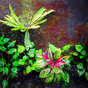 颜色雨季湿的山雾墙和热带植物自然背景抽象的丛林图片