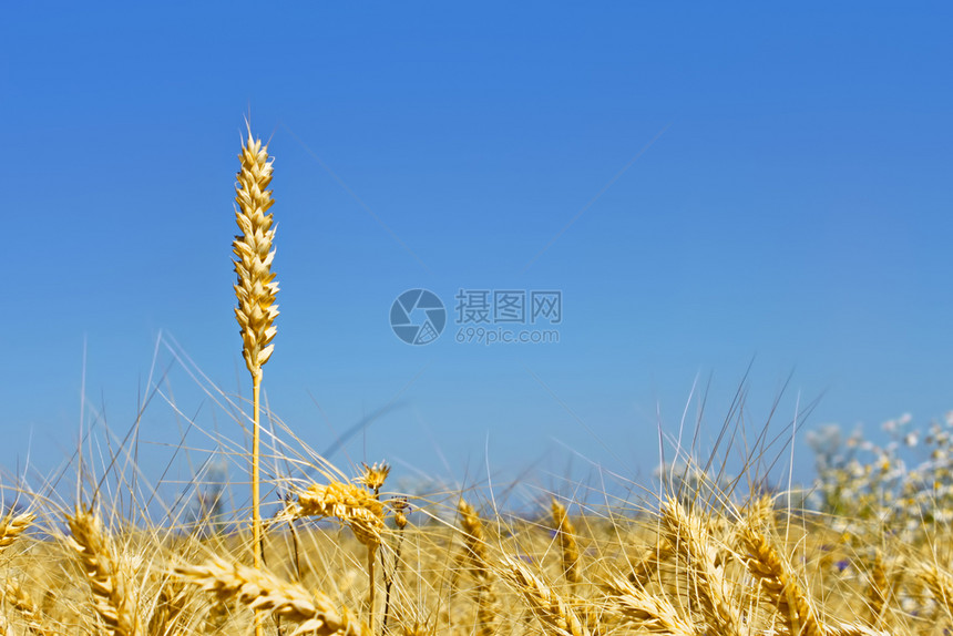 乌克兰在黄麦田和夏季蓝天对面的色空之上独小麦在黄田上熟耳户外土地图片