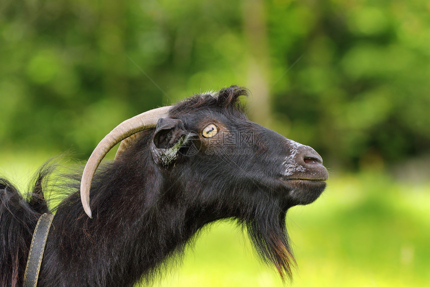 黑胡须山羊画像在焦点背景的绿色之上家畜有趣的超过图片