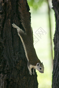 自然树上的松鼠耳朵棕色的好奇图片