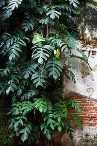力量树叶和旧墙壁清新而多彩的古墙背景建造植物群图片