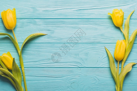 黄色郁金香花蓝背景图片