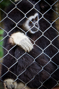 毛皮猿动物园大自然在笼子里的悲哀黑色刺骨图片