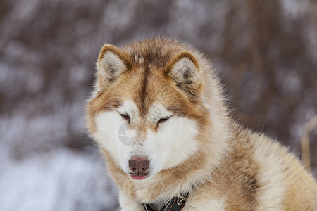 西部利亚雪橇犬冬季为狗提供育婴室的红马美丽纯种背景