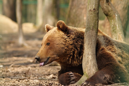 荒野木头小熊座在动物园UrsusArctos树干附近站立的棕熊图片