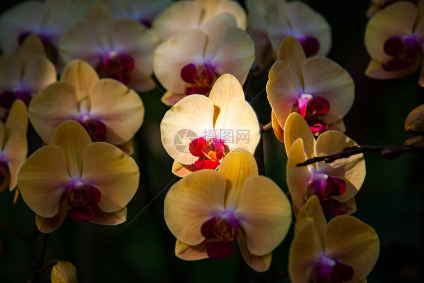 花束热带园中美丽的兰时尚植物图片