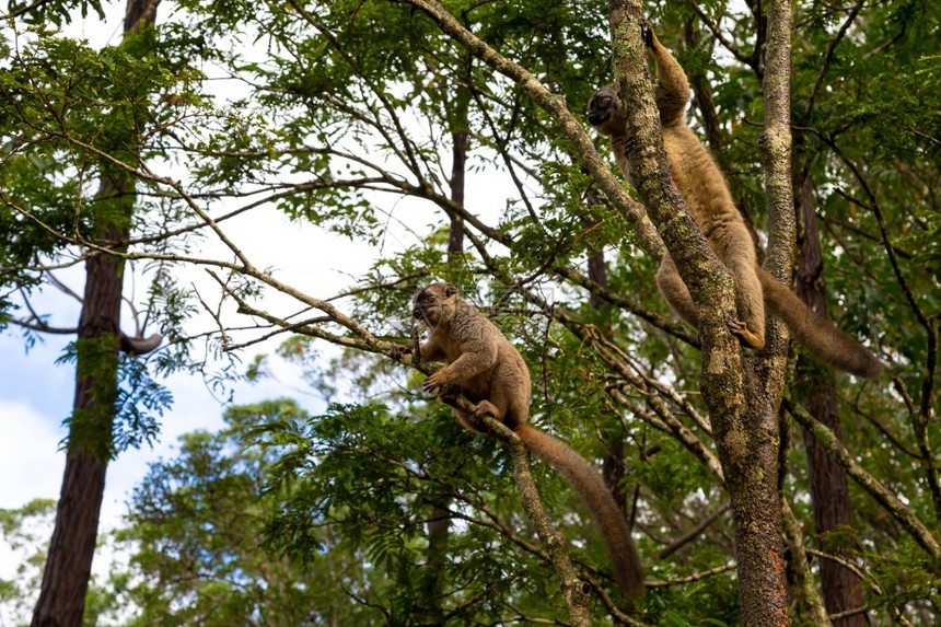 肖像水平的家庭树上雨林中的狐猴从树跳到雨林上的狐猴从跳到图片
