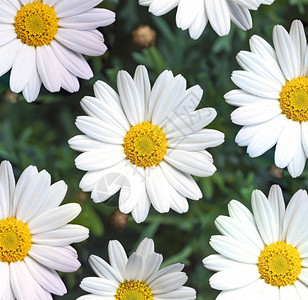 美丽最佳单身的白色雏菊花洋甘背景顶视图春天自然花卉背景现代设计五颜六色的白雏菊花卉背景现代设计背景图片